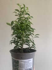 Ficus benjamina ‘Natasha’ – Weeping Fig Houseplant – Healthy Indoor Plant in Pot