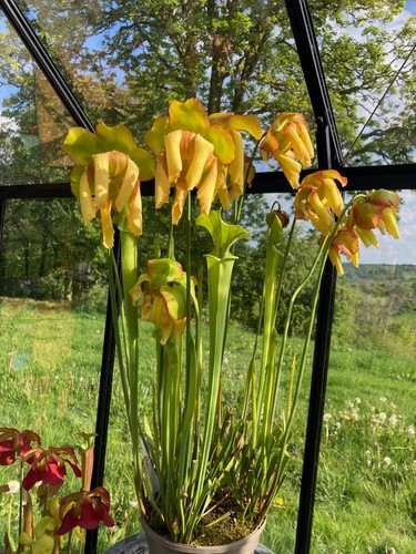 Live sarracenia division h25 - division,