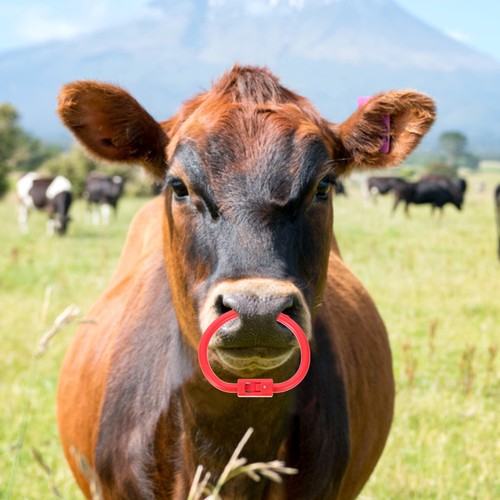Plastic cattle nose ring cow - plastic,