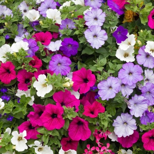 800 1000 dwarf bedding petunia - bedding,