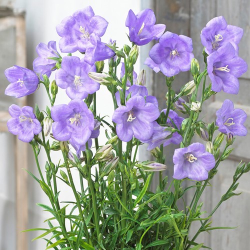 Campanula takion blue - takion,