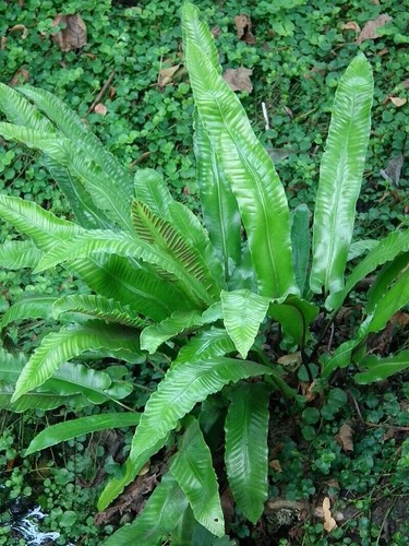 Asplenium scolopendrium harts - asplenium,