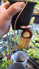 Nepenthes Sibuyanensis,  seed