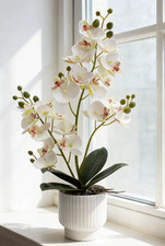 Large 42cm White Vanilla