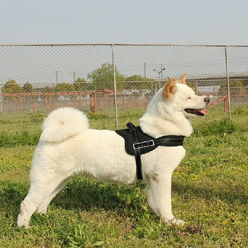 Dog adjustable control soft - adjustable,