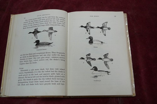 Duck shooting willock - shooting, colin