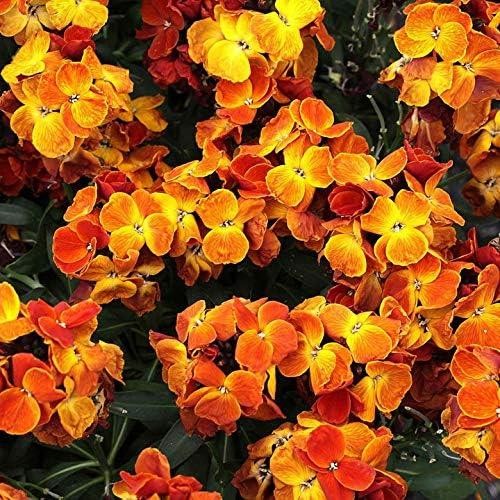 Wallflower sugar rush - 'sugar, rush'