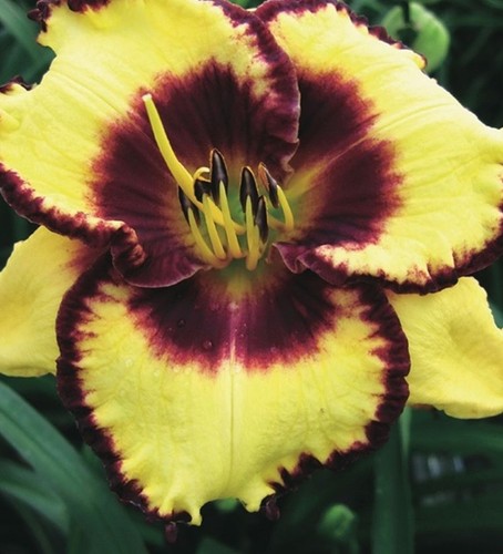 Hemerocallis calico jack - hemerocallis,