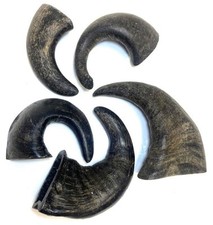 5x Buffalo Horn Dog Treat
