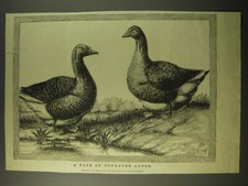 1887 Illustration of a pair of