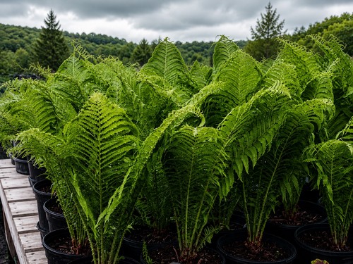 Xxxl shuttlecock fern bare - xxxl,