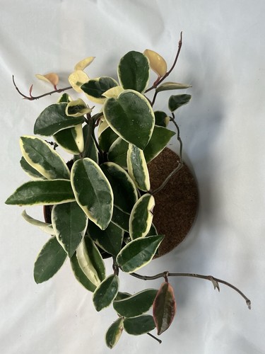 Hoya carnosa krimson queen - carnosa,