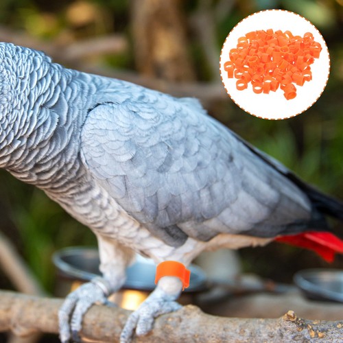 100 pcs practical - practical, pigeon