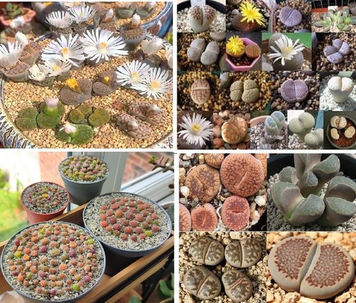 Lithops mix seeds - |, |