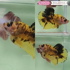 Live Tropical Betta Fish (Thailand) -- Yellow Koi Halfmoon Plakat Male