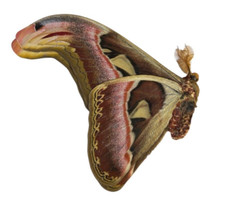 Attacus atlas Papered
