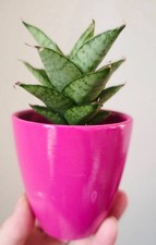 Sansevieria Tough Lady Snake