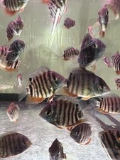 2-2.5 Inches Red Shoulder