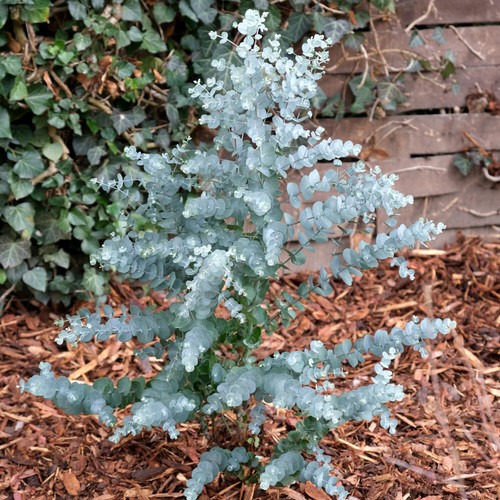 Shrub tree eucalyptus azura - shrub,