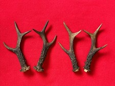 2 PAIRS OF ROE DEER ANTLERS