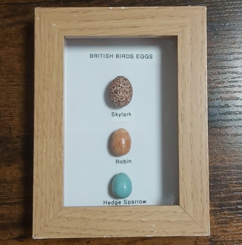 British birds eggs - eggs, collection