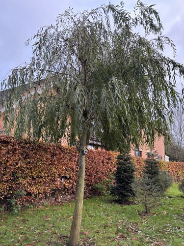 Weeping willow 60cm - to, tall