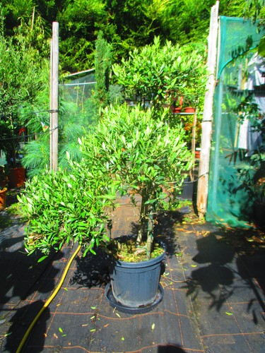 Olive cloud pom - pom, tree