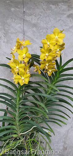 Rare vanda bangsai fragrance - rare,