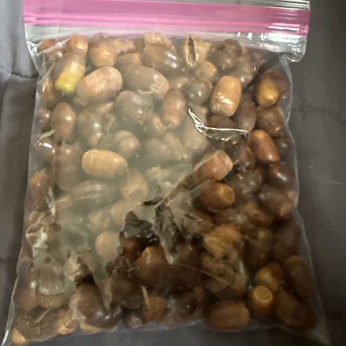 Lbs fresh acorns - 2,