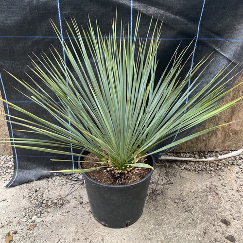 Yucca rostrata blue - yucca,