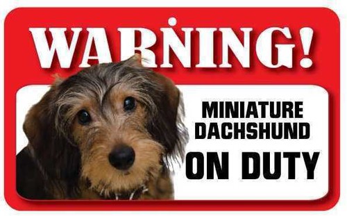Wire haired miniature - wire,