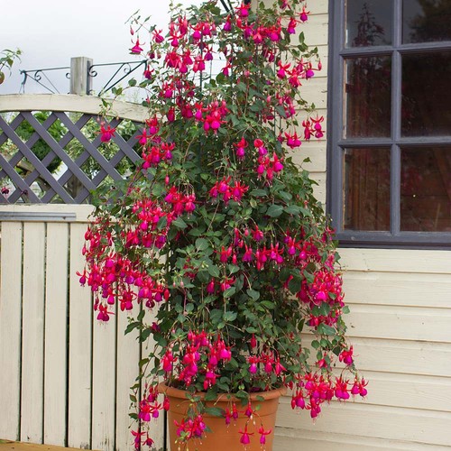 Hardy climbing fuchsia - fuchsia, pink