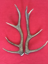 PAIR OF RED DEER ANTLERS 639g.   aprox. 46,5/48,5cm.