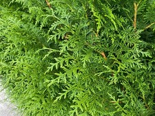 Thuja Plicata Gelderland