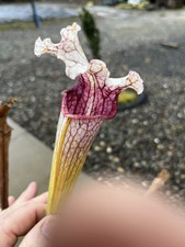 Sarracenia Panterra Rosa