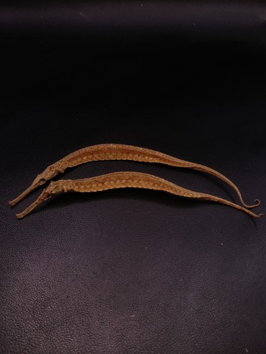 Preserved pipe fish - x,