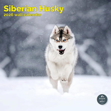Siberian Husky Calendar 2026