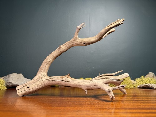 Manzanita driftwood - 12”,