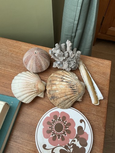 Shell collection clams coral - shell,