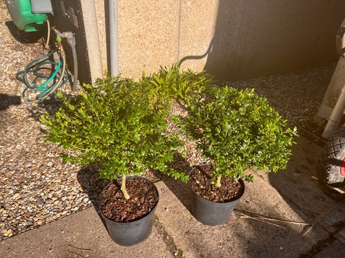 Buxus sempervirens large - buxus, sempervirens.