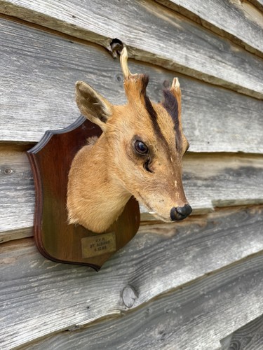 Muntjac deer shoulder - muntjac,