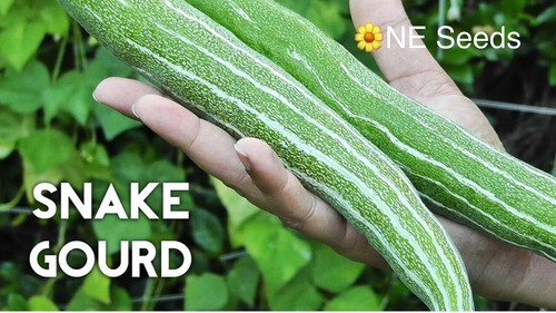100 genuine bangladeshi - 🌼,