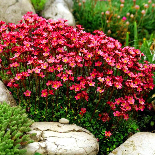 Saxifraga arendsii rose - x3,