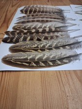 20 Pheasant Feathers. Natural. Perfect for Wreaths, Crafts And Decoration.