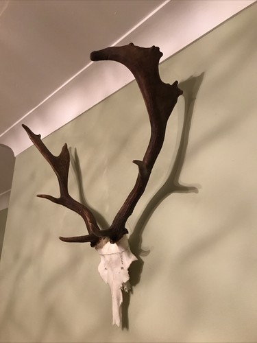 Wild fallow deer antlers - wild,