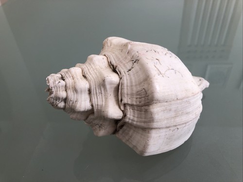 Large 19cm long horse - 19cm,