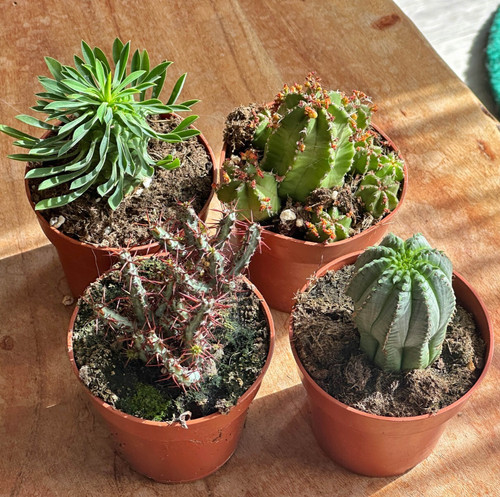 Euphorbia - 4,