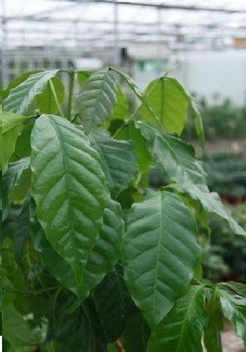 Coffee plant coffea arabica - coffee,