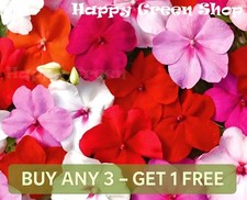 BUSY LIZZIE MIX - BABY SERIES