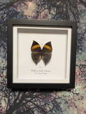 Dead Leaf Butterfly (Kallima